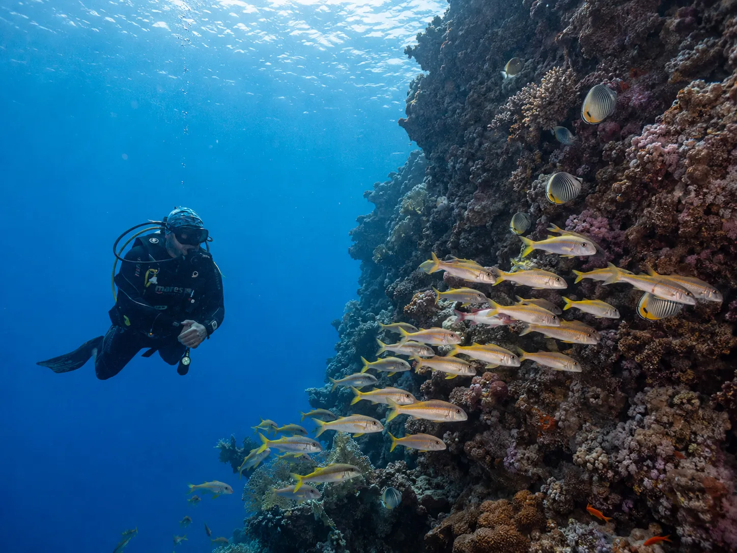 El Fanadir dive site, Red Sea