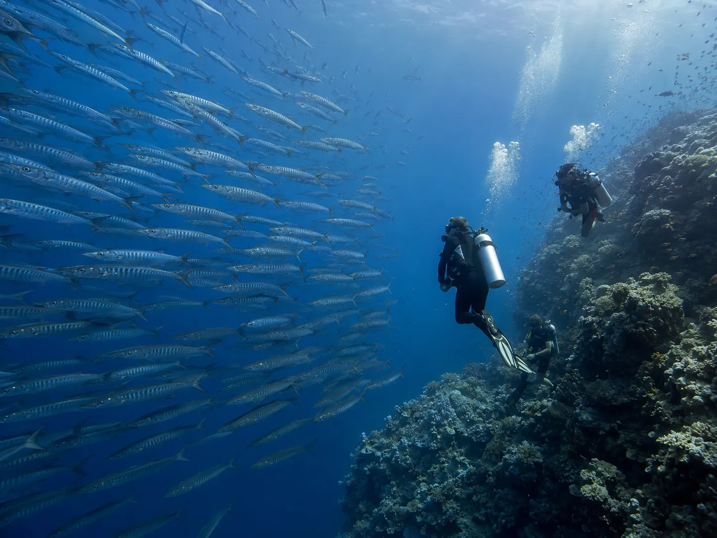 Umm Gamar dive site, Red Sea