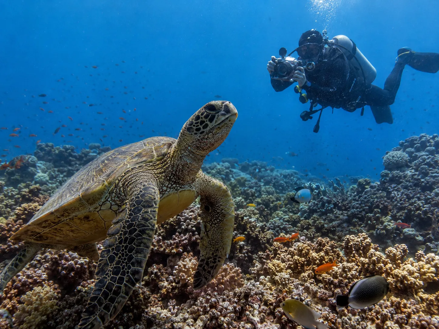Underwater photographer with a turtle in the Red Sea